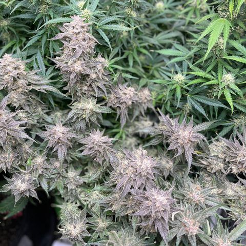 Growlog-Zeitleistenfoto von White Widow #1