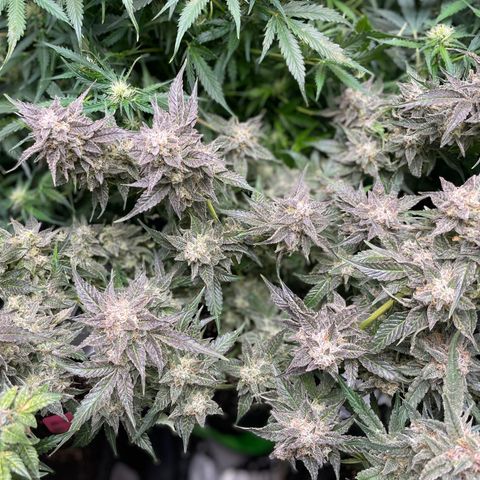 Growlog-Zeitleistenfoto von White Widow #1