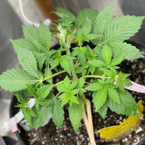 White Widow #4 growlog timeline photo