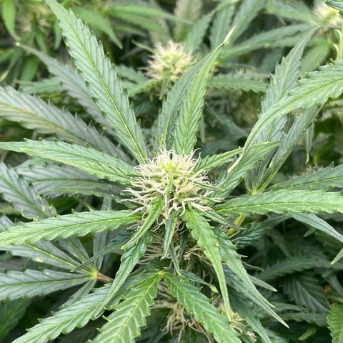 Blue Knight #1 growlog timeline photo