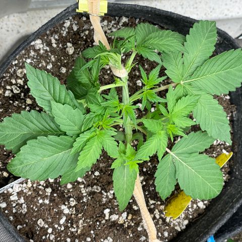 White Widow #4 growlog timeline photo