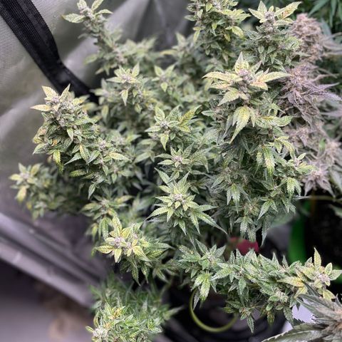 Do-Si-Dos #1 growlog timeline photo
