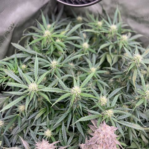 Blue Knight #1 growlog timeline photo