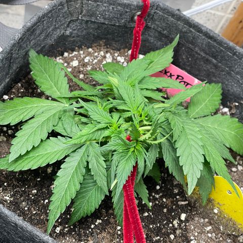Sexxpot #2 growlog timeline photo