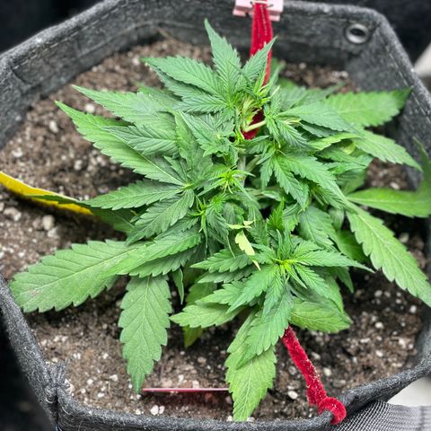 Sexxpot #2 growlog timeline photo