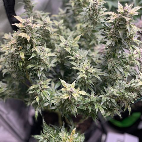 Do-Si-Dos #1 growlog timeline photo