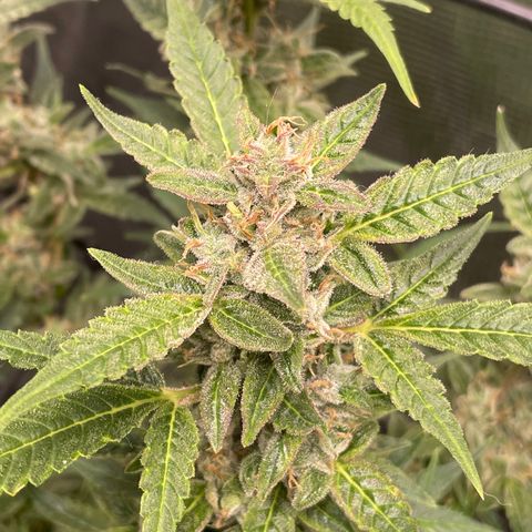 Moonshine Cookies growlog timeline photo