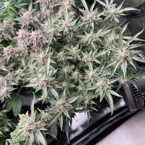 Cinderella #1 growlog timeline photo
