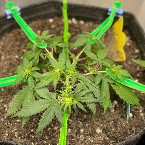 Bruce Banner #2 growlog timeline photo