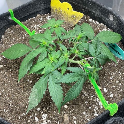 Bruce Banner #2 growlog timeline photo