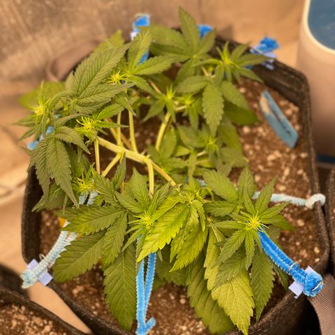 Cinderella #2 growlog timeline photo