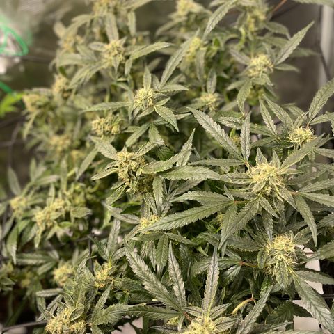 Bruce Banner #1 growlog timeline photo