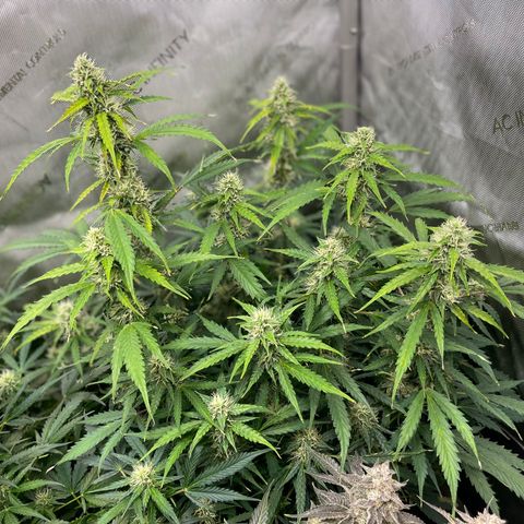 Milky Way - Variegated growlog timeline photo