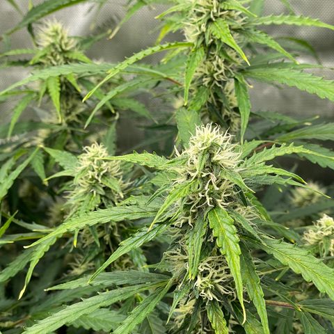 Milky Way - Variegated growlog timeline photo