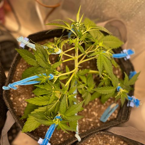 Cinderella #2 growlog timeline photo