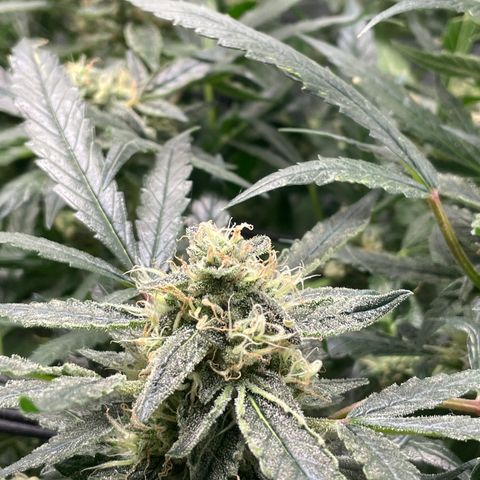 Bruce Banner #1 growlog timeline photo