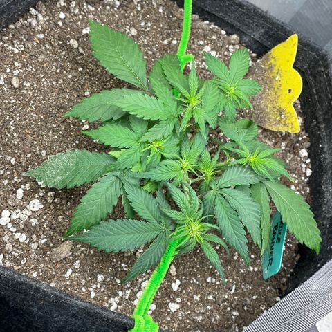 Bruce Banner #2 growlog timeline photo