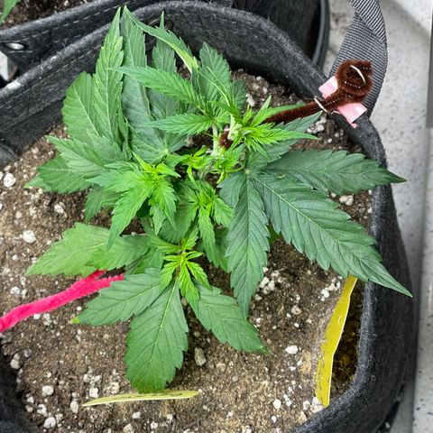 Gelato #1 growlog timeline photo
