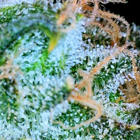White Widow #2 growlog timeline photo