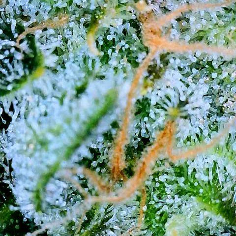 White Widow #2 growlog timeline photo