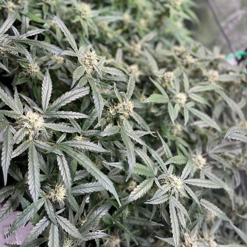 Bruce Banner #1 growlog timeline photo