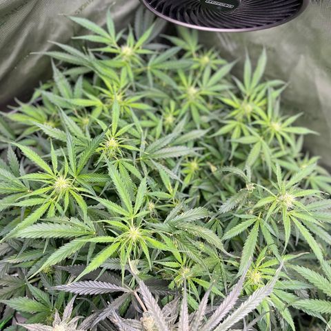 Blue Knight #1 growlog timeline photo