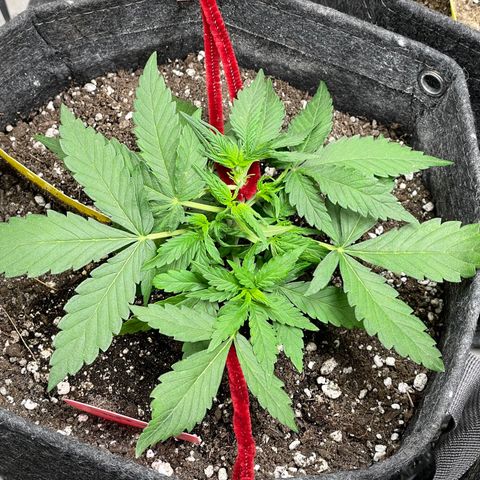 Sexxpot #2 growlog timeline photo