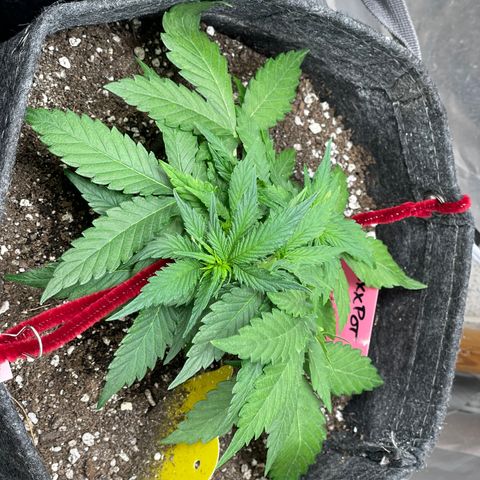 Sexxpot #2 growlog timeline photo