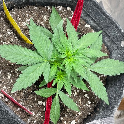 Sexxpot #2 growlog timeline photo