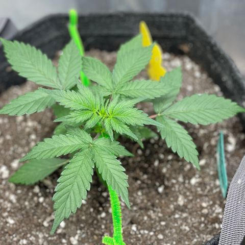Bruce Banner #2 growlog timeline photo