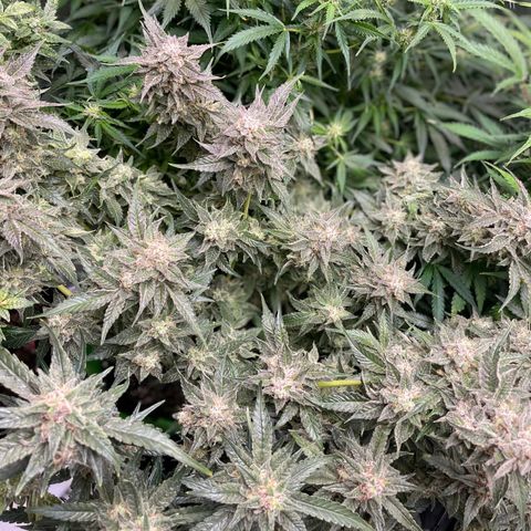 Growlog-Zeitleistenfoto von White Widow #1