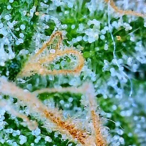 White Widow #2 growlog timeline photo