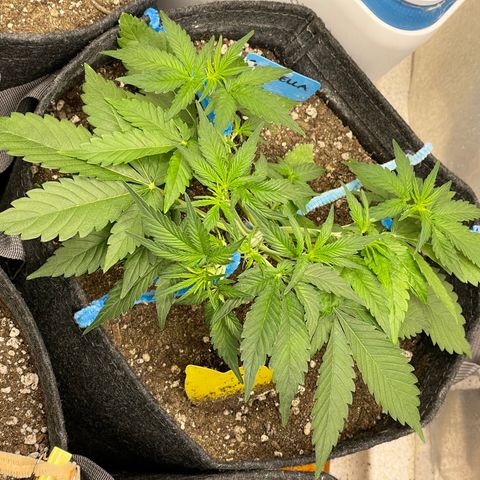Cinderella #2 growlog timeline photo