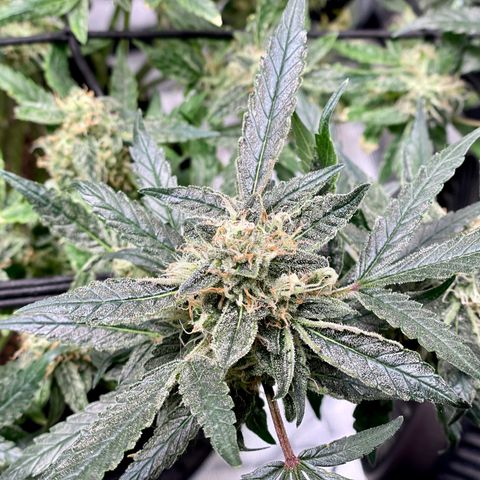 Bruce Banner #1 growlog timeline photo