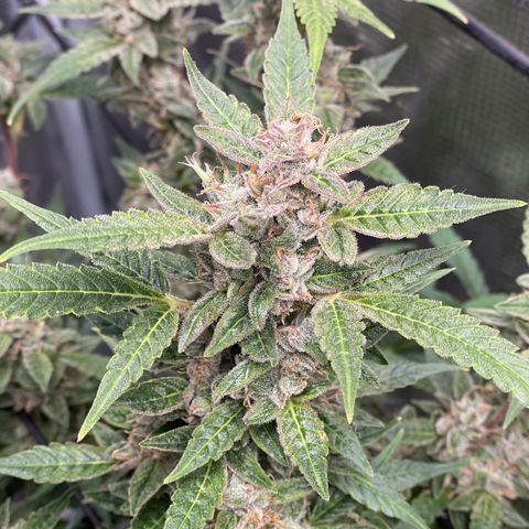 Moonshine Cookies growlog timeline photo