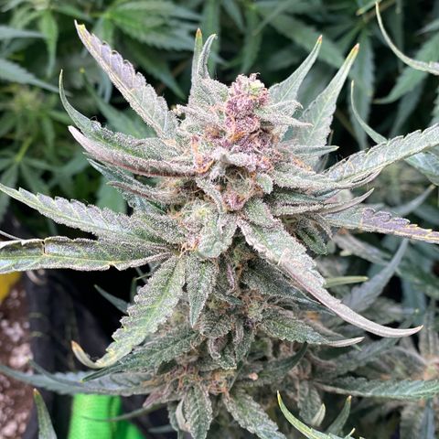 Cinderella #1 growlog timeline photo
