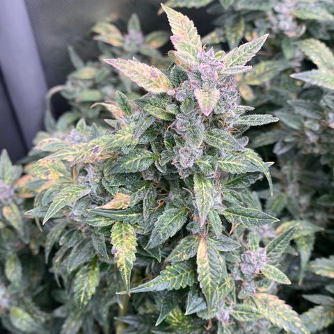 Do-Si-Dos #1 growlog timeline photo