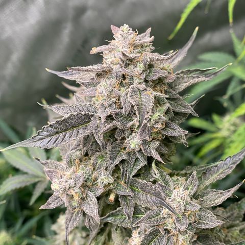 Growlog-Zeitleistenfoto von White Widow #1