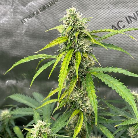 Milky Way - Variegated growlog timeline photo
