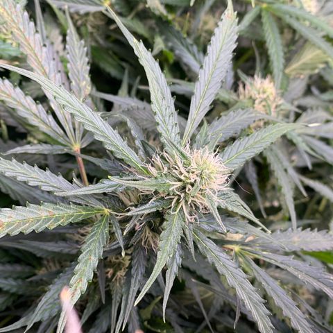 Blue Knight #1 growlog timeline photo