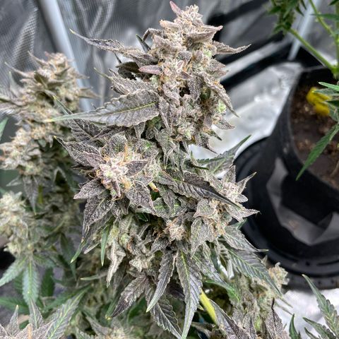 Growlog-Zeitleistenfoto von White Widow #1
