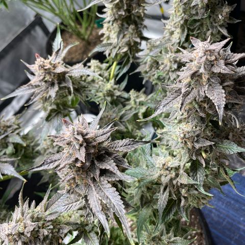 Growlog-Zeitleistenfoto von White Widow #1