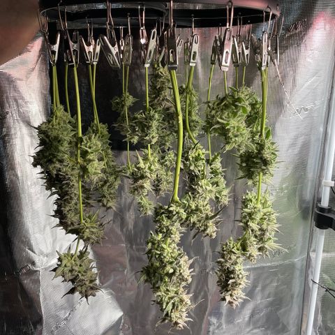 Growlog-Zeitleistenfoto von White Widow #1