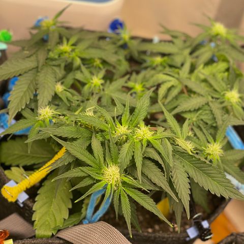 Cinderella #2 growlog timeline photo
