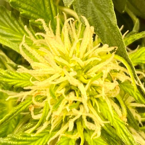 Cinderella #2 growlog timeline photo