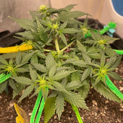 Bruce Banner #2 growlog timeline photo