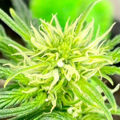 Bruce Banner #2 growlog timeline photo