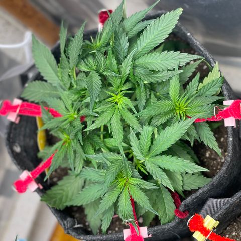 Sexxpot #2 growlog timeline photo