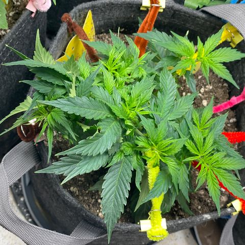 Gelato #1 growlog timeline photo
