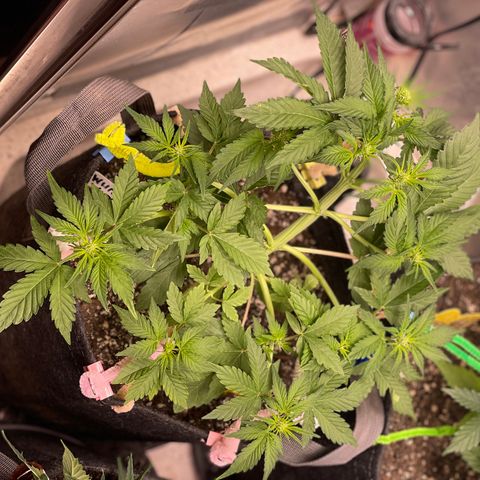 White Widow #4 growlog timeline photo